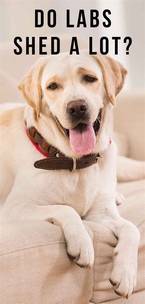 do labs shed a lot